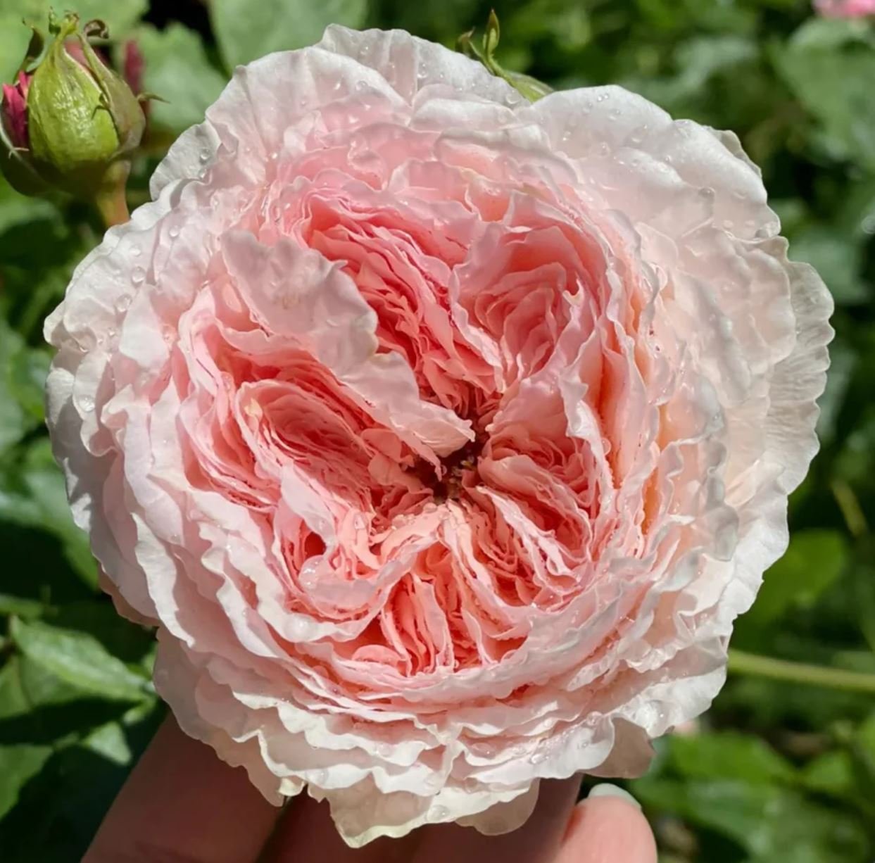 Tsumugi Fuli Wabara rose plant large flower bush deciduous shrub