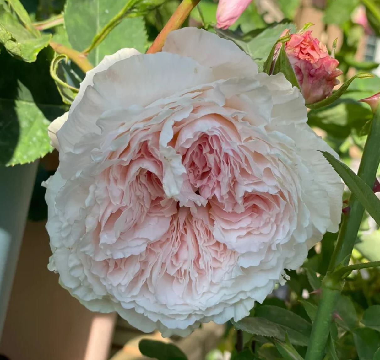 Tsumugi Fuli Wabara rose plant large flower bush deciduous shrub - Image 2