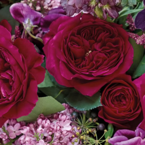 12 roses Darcy David Austin, deluxe, unique garden roses