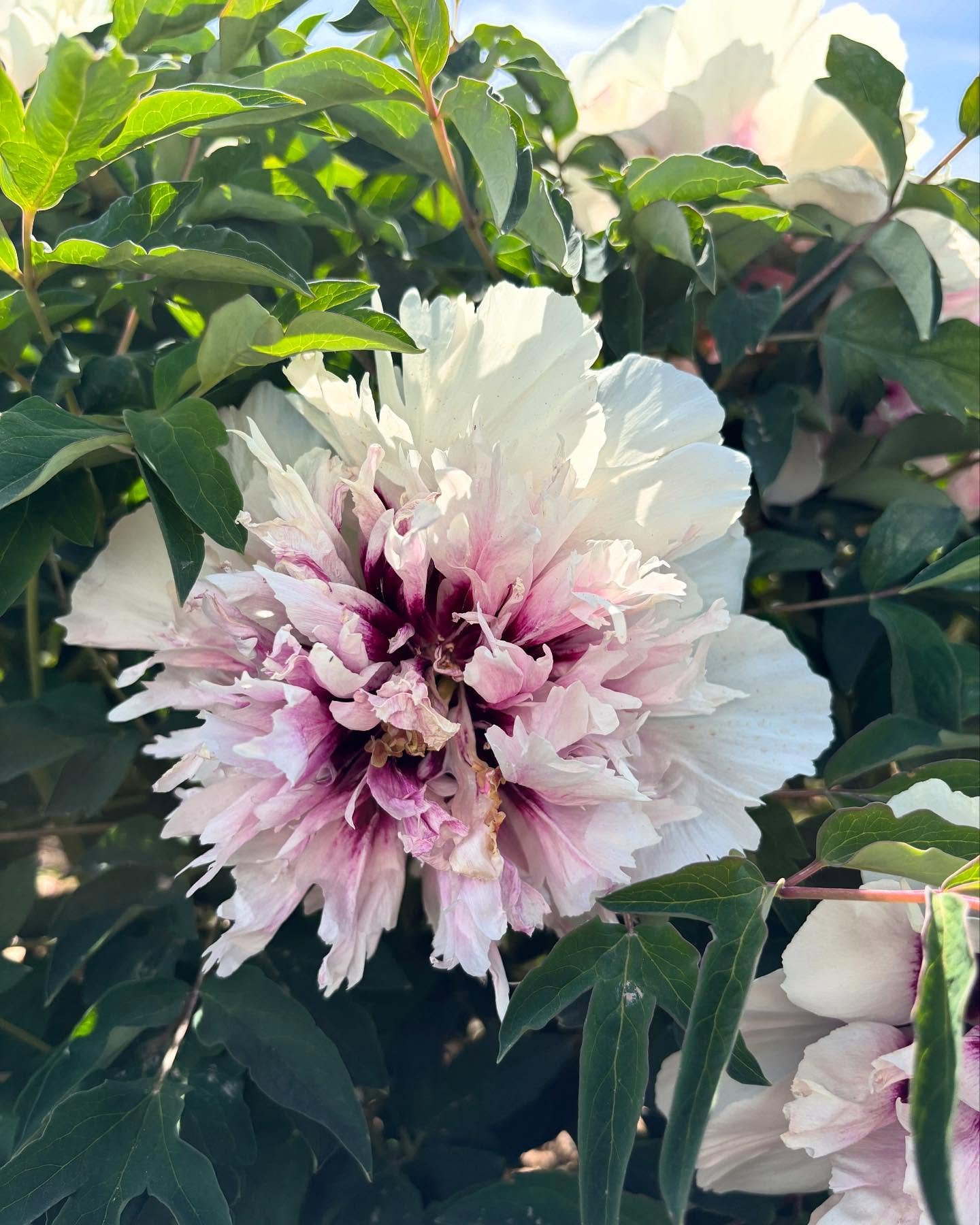 Ping Fen Qiu Se tree peony — 3 Year Old Plant - Image 12