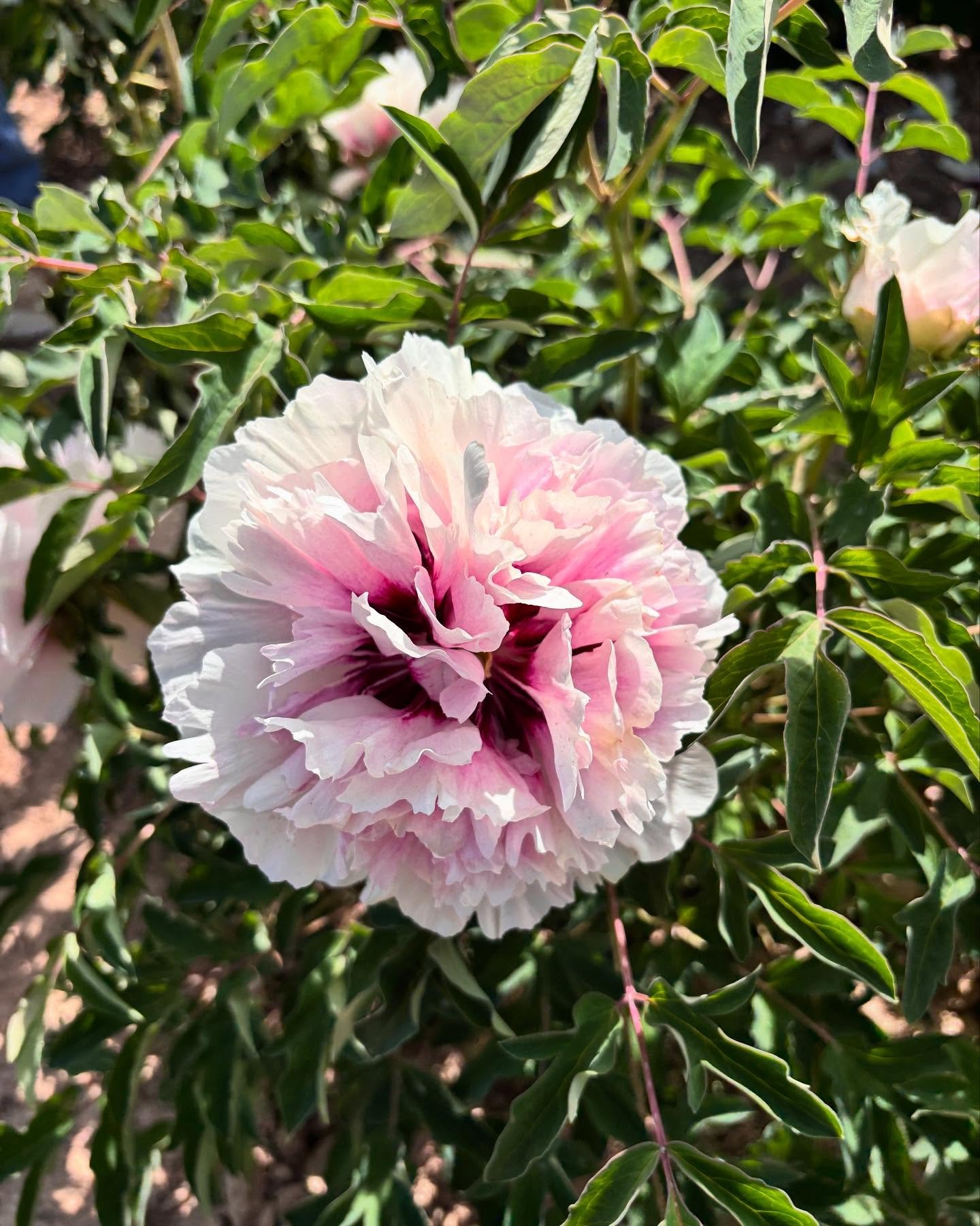 Ping Fen Qiu Se tree peony — 3 Year Old Plant - Image 11