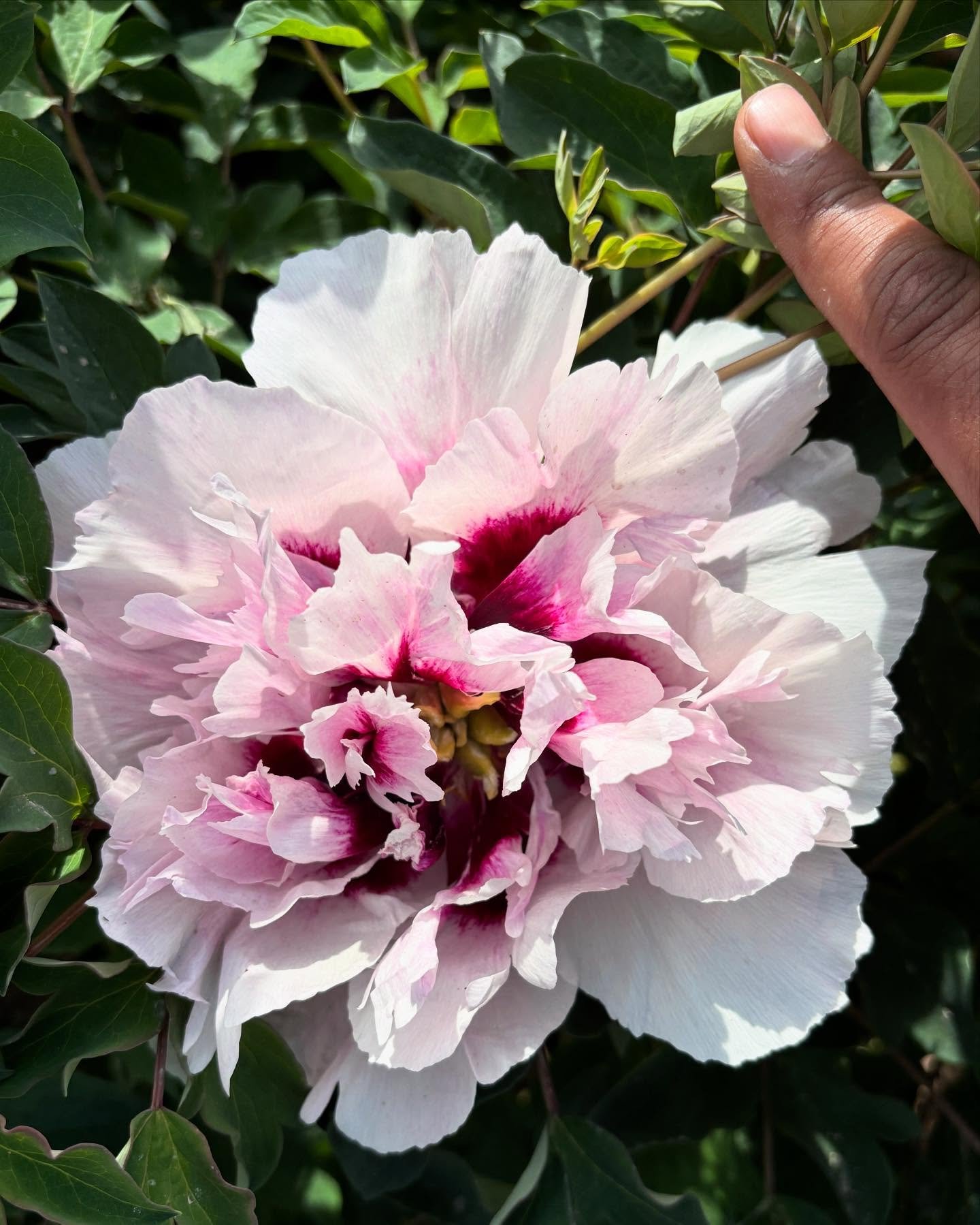 Ping Fen Qiu Se tree peony — 3 Year Old Plant - Image 13