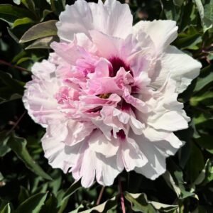 "Evenly matched" large flower tree peony Preorder for fall 2026