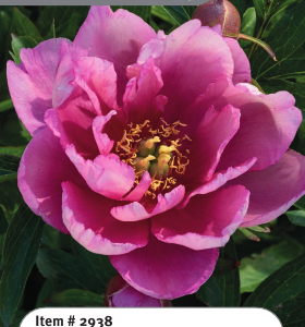 Pink Double Dandy Itoh Peony