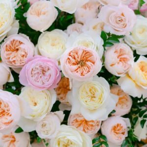 84+ rose stem mixed package – Blush & Peach Palette
