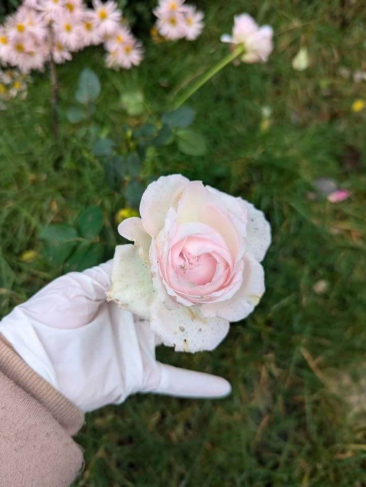 Ke wedding garden rose plant large flower bush deciduous shrub - Image 12