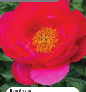 Peony Paula Faye