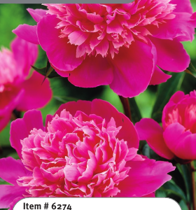 Peony Madame Debatene