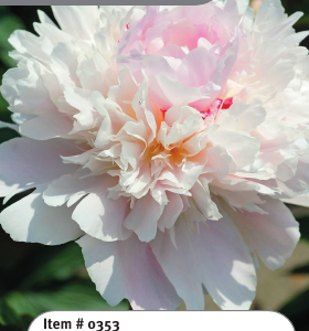 Peony Alertie