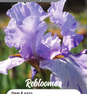 Elainealope Iris