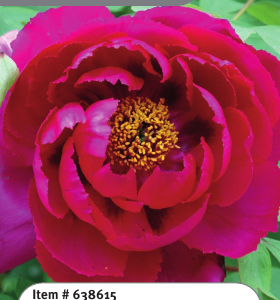 Tree Peony Red 1YR