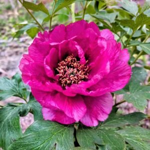 Tree Peony Purple 2YR