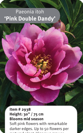Yankee Double Dandy Itoh Peony