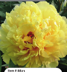 Sonoma Ye Do Itoh Peony