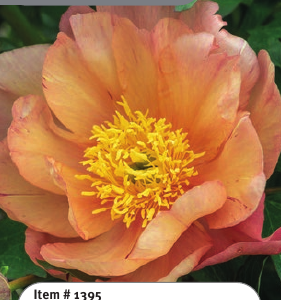 Singing in the Rain Itoh Peony
