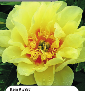 Bartzella Itoh Peony