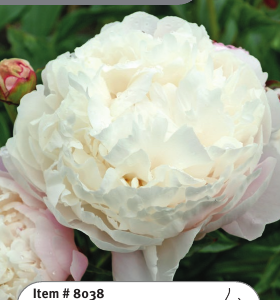 Peony Vogue