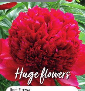 Peony Red Charm