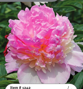 Peony Raspberry Sundae