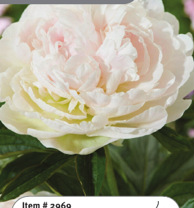 Peony Puffed Cotton