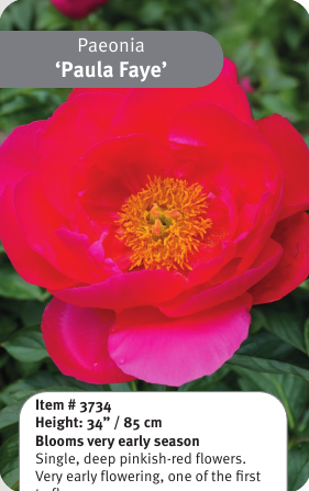 Peony Paula Fay