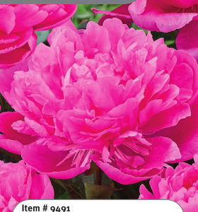 Peony Panther Blush