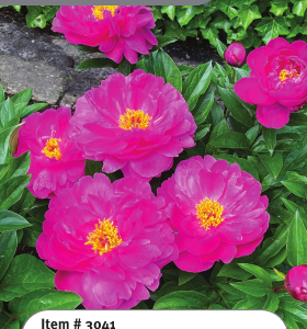 Peony Nice Gal