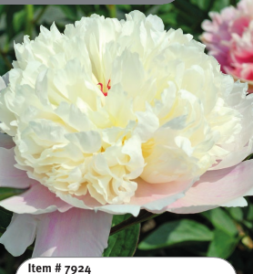 Peony Madame Calot