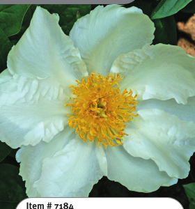 Peony Krinkled White