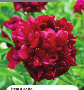 Peony Highlight