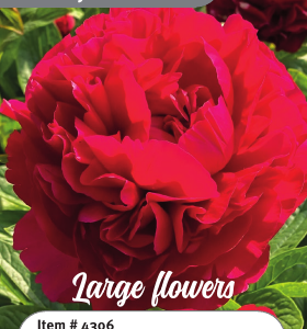 Peony Henry Bockstoce