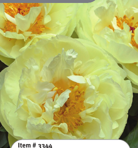 Peony Green Lotus