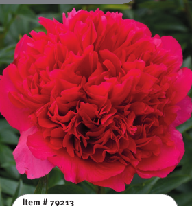 Peony Command Performance