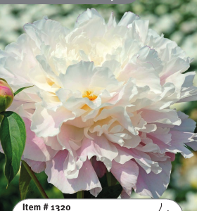 Peony Catharina Fontijn