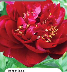 Peony Buckeye Belle