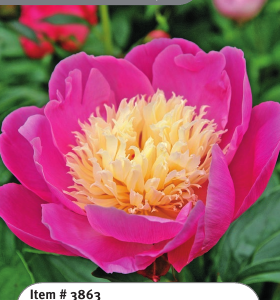Peony Bowl of Beauty