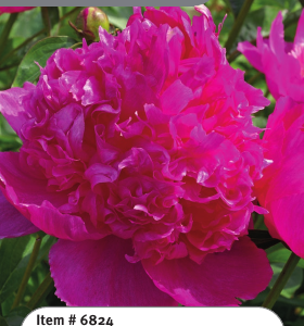 Peony Best Man