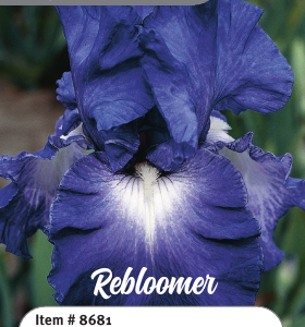 Speeding Again Rebloom Iris