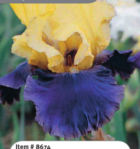 Jurassic Park Iris
