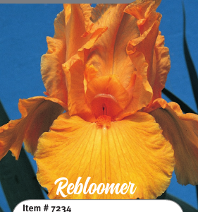 Firebreather Iris