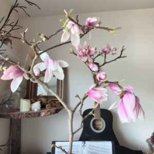 Free magnolia branch for decoration