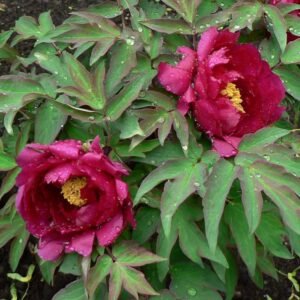 "Dark Gold Dazzle Splendor" large flower tree peony Pre-order for fall 2026