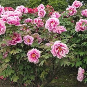 product-722-img0