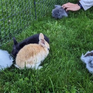 2-6 month old bunny rabbits