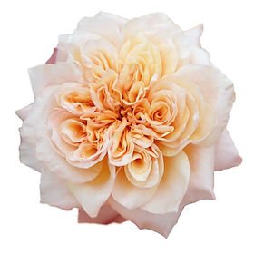 product-748-img0