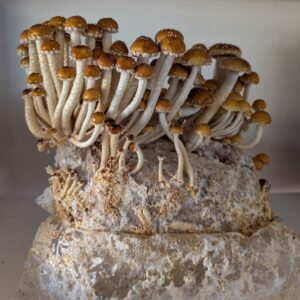 Organic Shiitake Fruiting Block – 5 lb Mushroom Growing Kit