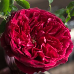 12 roses Tess David Austin, deluxe, unique garden roses