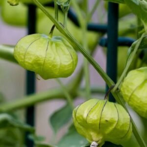 Free tomatillo fruits and seeds