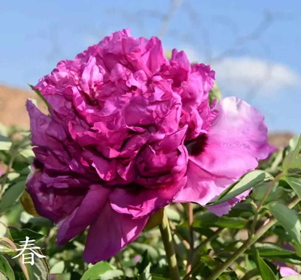 "Youthful" large flower tree peony - Image 4