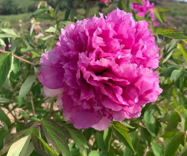 "Youthful" large flower tree peony - Image 3
